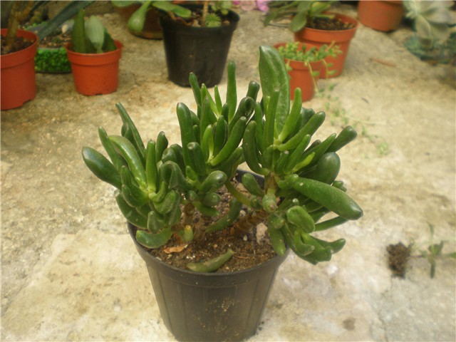 Crassula hobit
